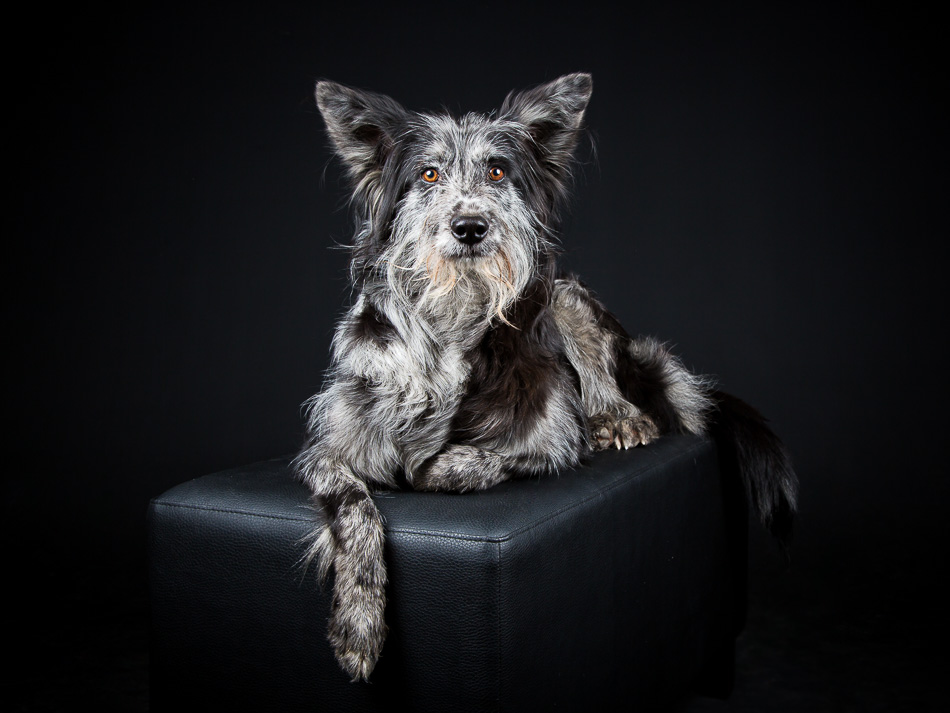 Hundefotografie Freiburg
